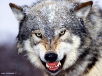 Risultati immagini per visto lupo
