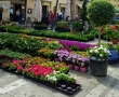 Cetona in Fiore 2015 (6)