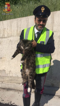 GATTO 1
