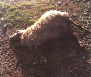 attacco pecore castiglione orcia 1