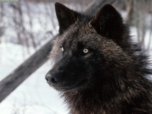 lupo20nero20dell20alaskko6